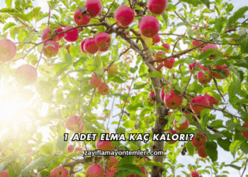 1 Adet Elma Kaç Kalori?