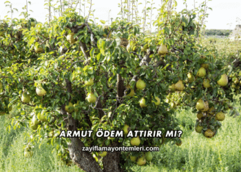 Armut Ödem Attırır mı?