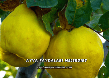 Ayva Faydaları Nelerdir?