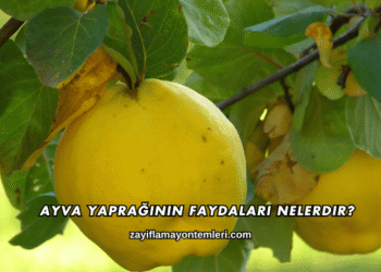 Ayva Yaprağının Faydaları Nelerdir?