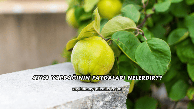 Ayva Yaprağının Faydaları Nelerdir?