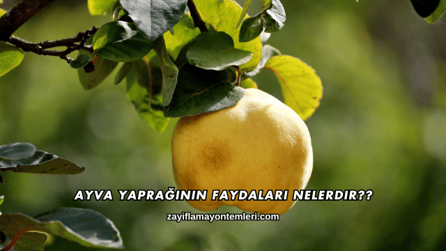 Ayva Yaprağının Faydaları Nelerdir?