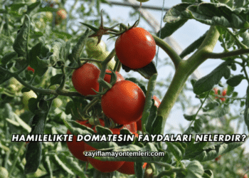 Hamilelikte Domatesin Faydaları Nelerdir?