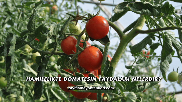 Hamilelikte Domatesin Faydaları Nelerdir?