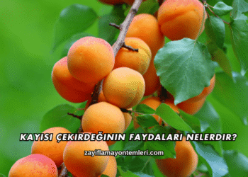 Kayısı Çekirdeğinin Faydaları Nelerdir?