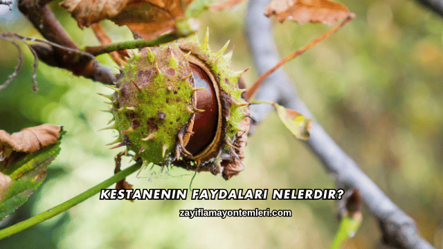 Kestanenin Faydaları Nelerdir?