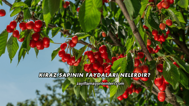 Kiraz Sapının Faydaları Nelerdir?