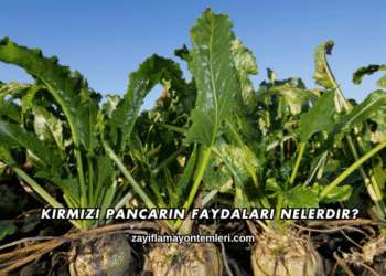 Kırmızı Pancarın Faydaları Nelerdir?