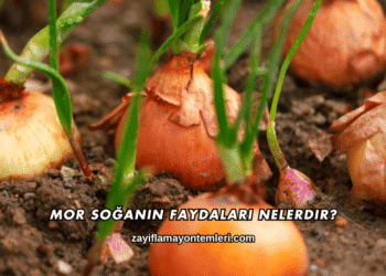 Mor Soğanın Faydaları Nelerdir?