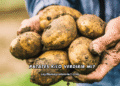 Patates Kilo Verdirir mi?